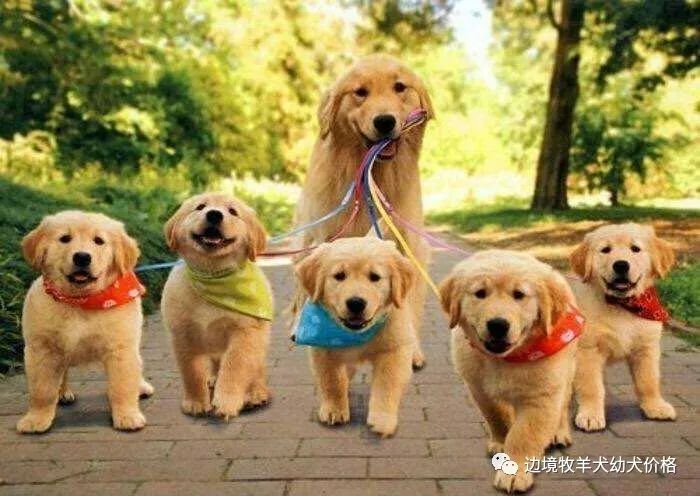 苏联红犬价格多少钱2021年莱州红幼犬价格图片大全