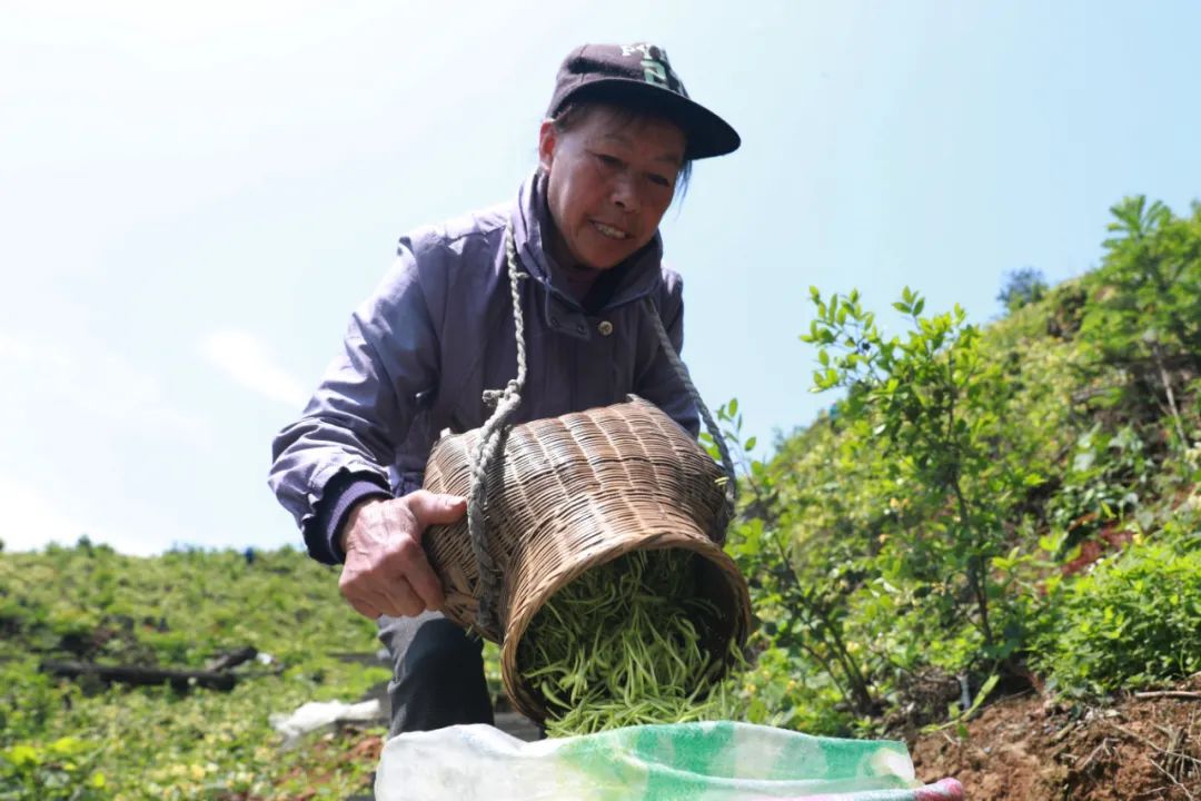 锦屏县大同乡图片