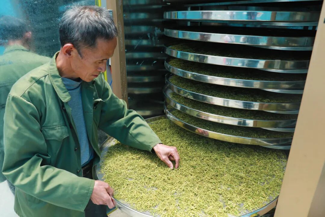 锦屏县大同乡:乡村振兴出新招 金银花开幸福来