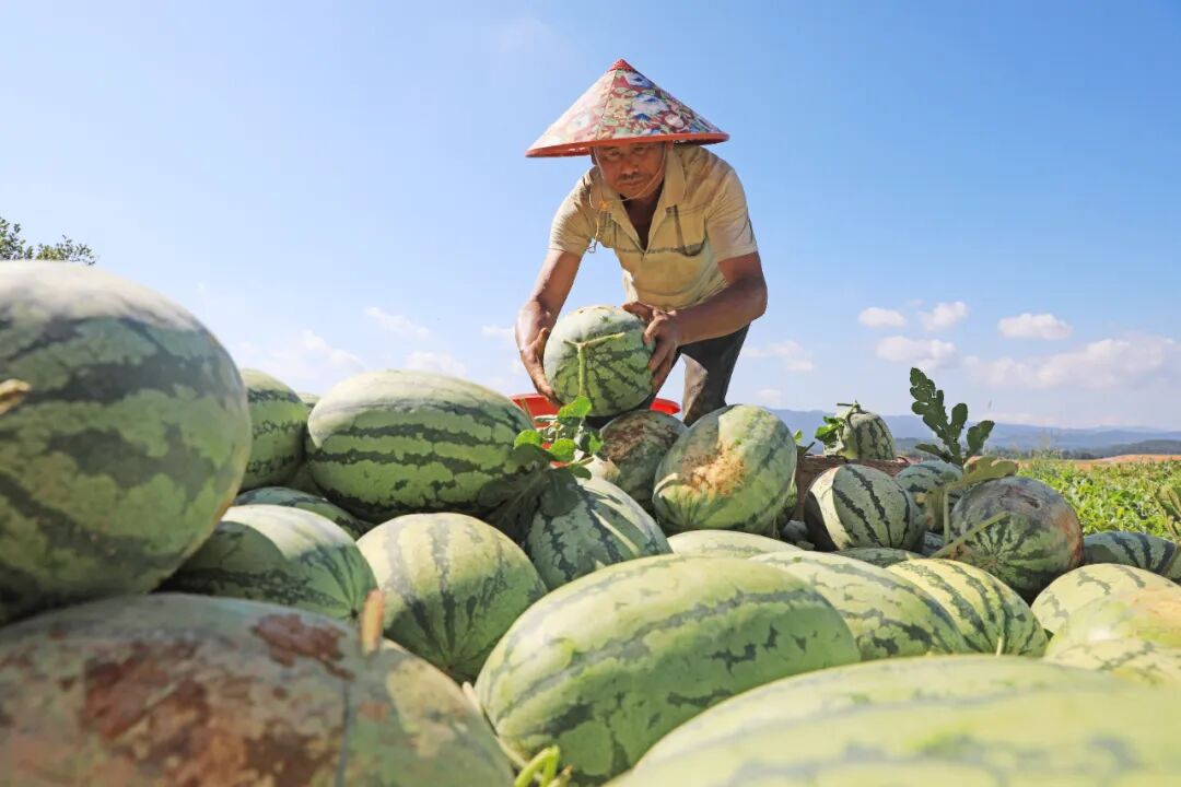 锦屏县新化乡:山地西瓜"甜蜜"上市