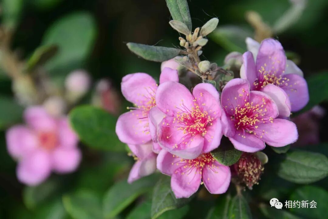 惊艳整个初夏!江门这个地方的山稔花开满山粉红,不要门票免费观赏!