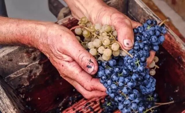 红酒单一品种的好还是混酿的好？