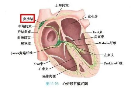 自动体外除颤器是什么自动体外除颤器AED_https://www.jmylbn.com_新闻资讯_第2张