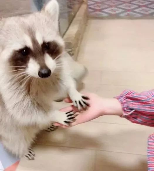 在室內動物園吸貓、吸豬、吸鯊魚，解救「太陽流浪」的2月～ 未分類 第55張