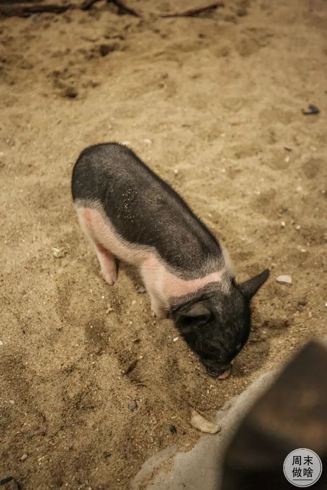 在室內動物園吸貓、吸豬、吸鯊魚，解救「太陽流浪」的2月～ 寵物 第20張