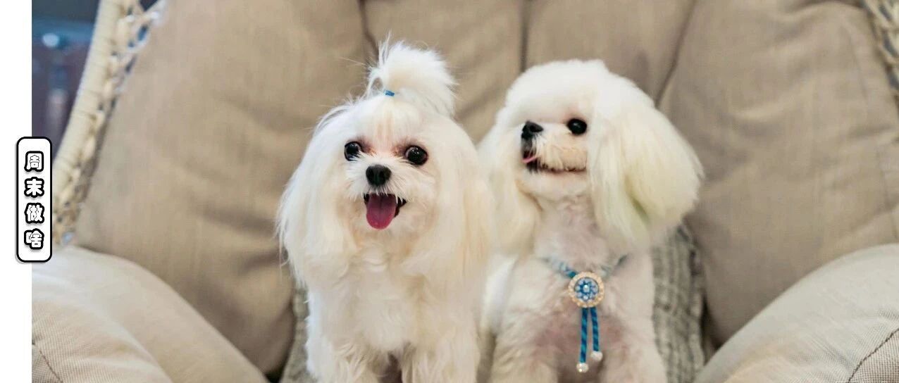 魔都首家玛尔济斯犬狗咖来啦，每只身价都上万！