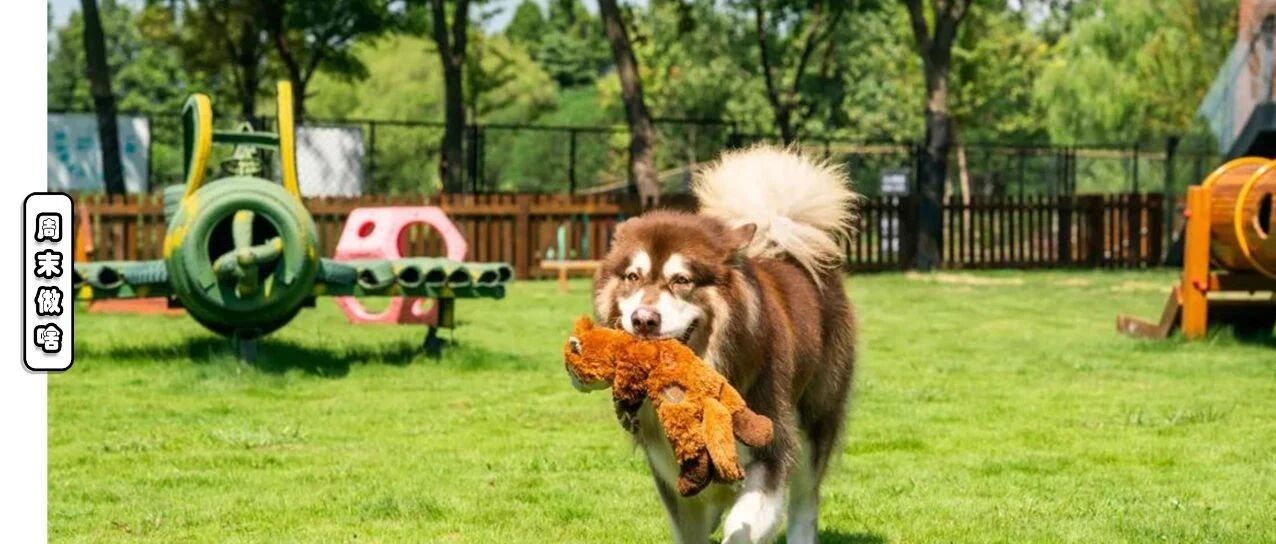 2020上海十大遛狗圣地，牵上你家宠物去玩吧！