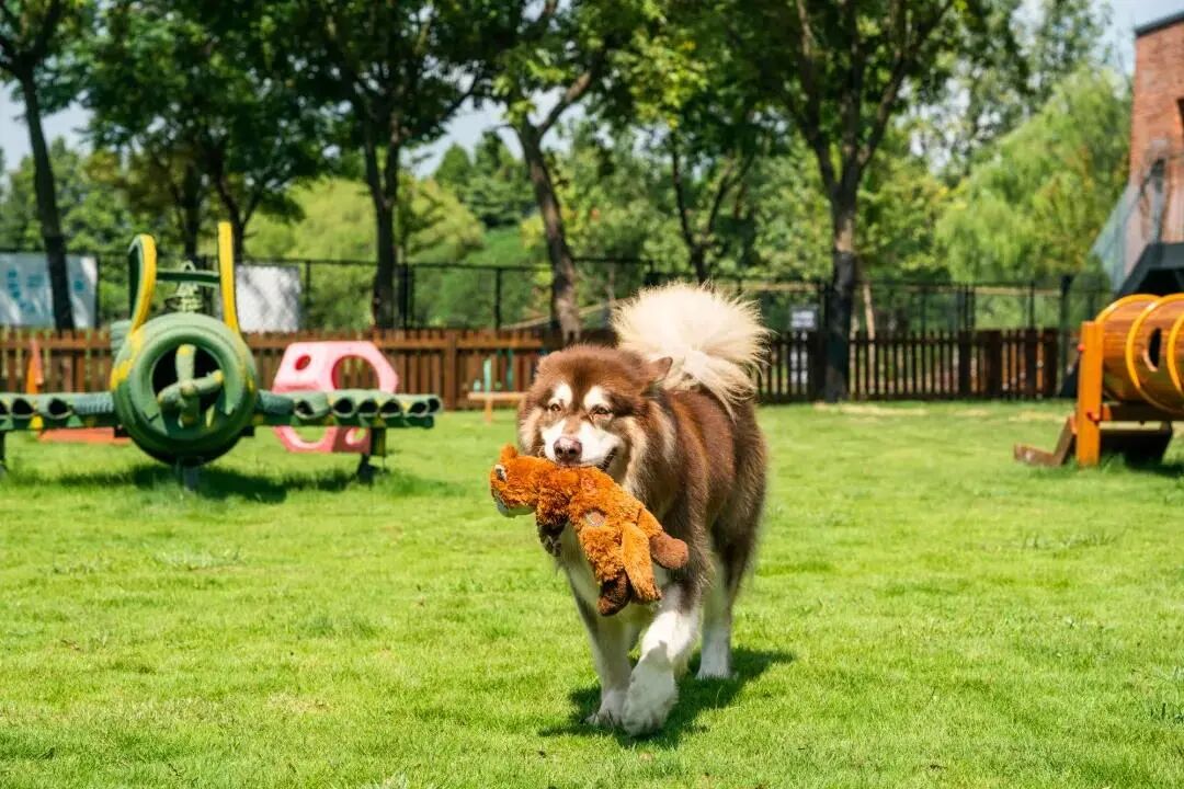 2020上海十大遛狗圣地,牵上你家宠物去玩吧!-友友