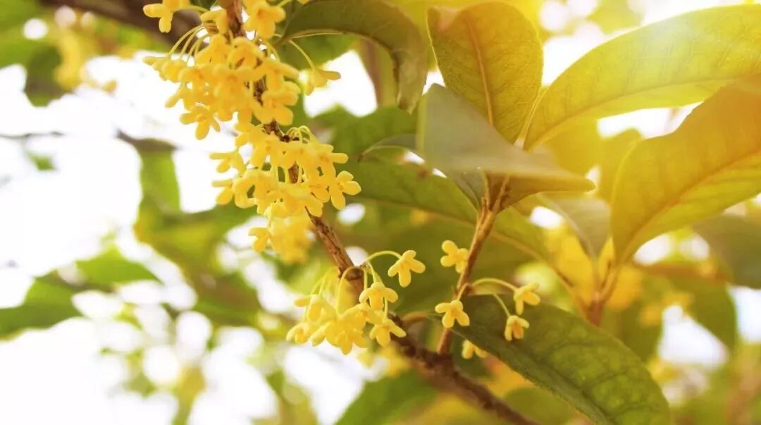 你几月出生 就是什么花神 岚读 微信公众号文章阅读 Wemp