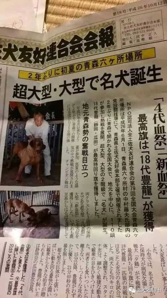 土佐犬血祭家族 猛犬交流平台 微信公众号文章阅读 Wemp