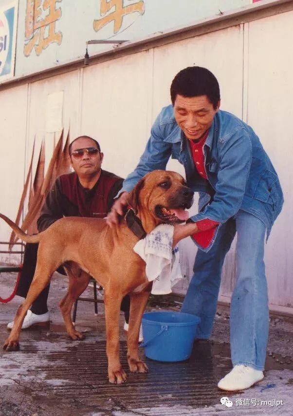 同腹三兄弟 各个大横綱 土佐犬 微信公众号文章阅读 Wemp