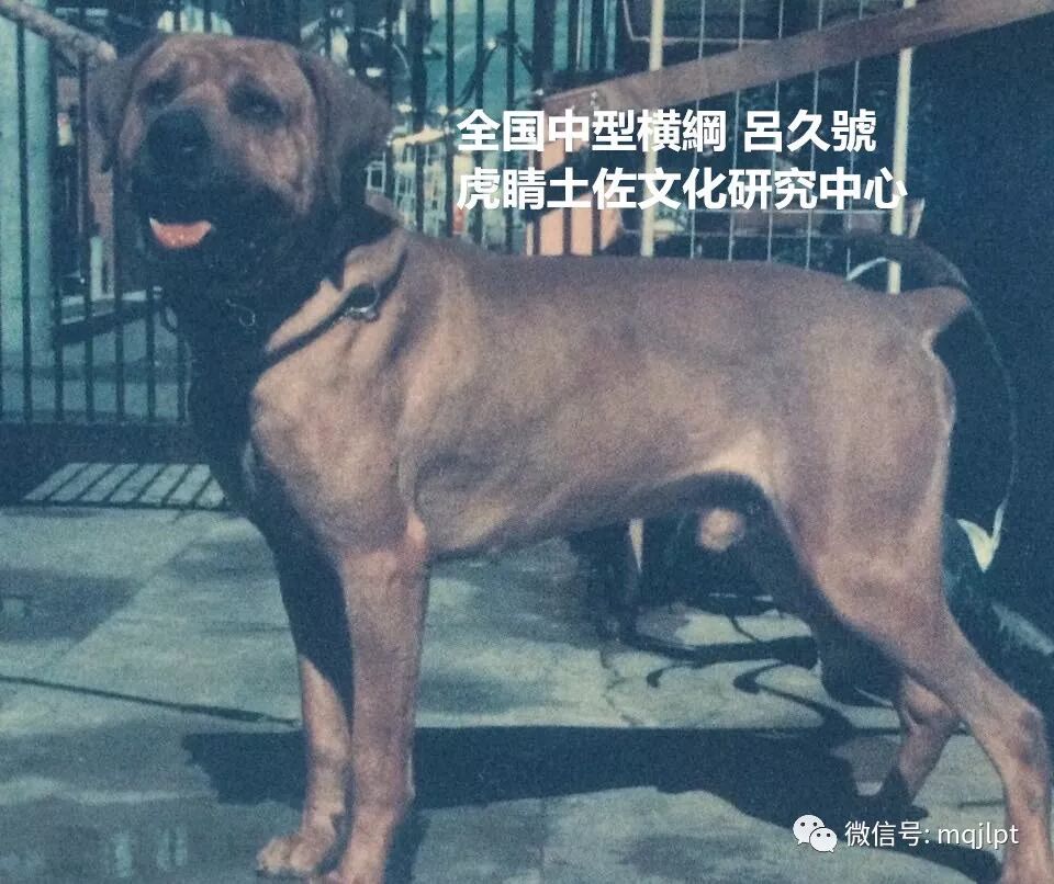 同腹三兄弟 各个大横綱 土佐犬 微信公众号文章阅读 Wemp