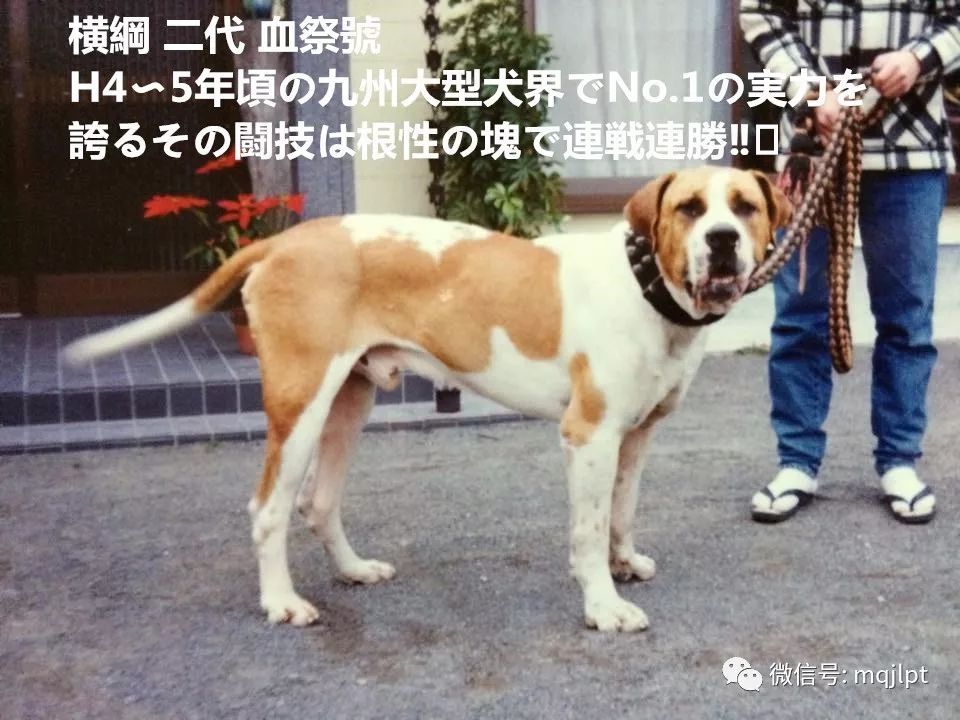 土佐犬血祭家族 猛犬交流平台 微信公众号文章阅读 Wemp