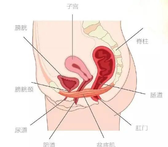 膀胱等关键器官盆底肌跟身上任何一块肌肉一样,如果不定期锻炼,未婚