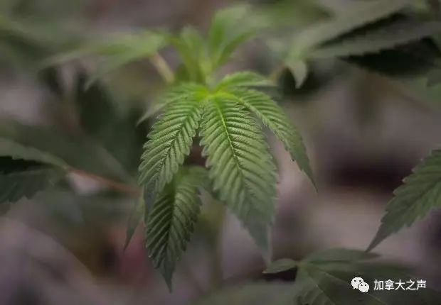 悲催的房东 房客邻居种大麻出租房中刀瞬成大麻屋 自由微信 Freewechat