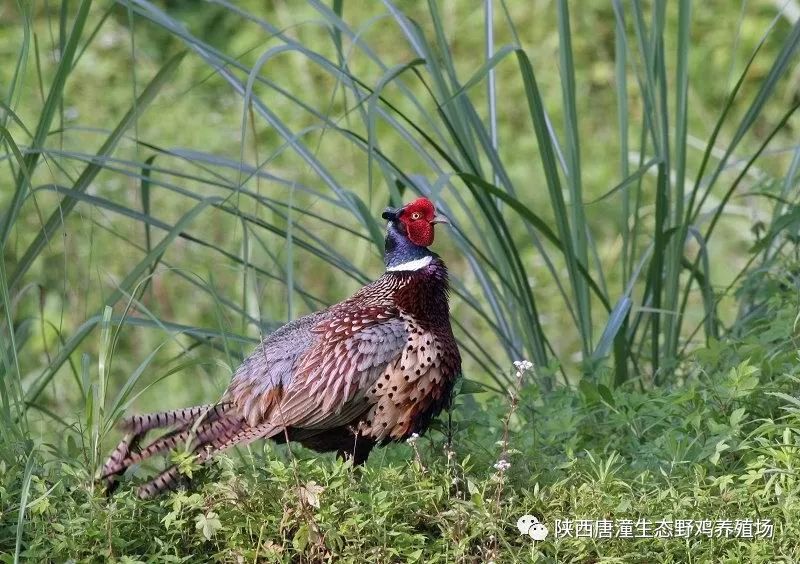 七彩山雞養殖:野雞眼病治療方法