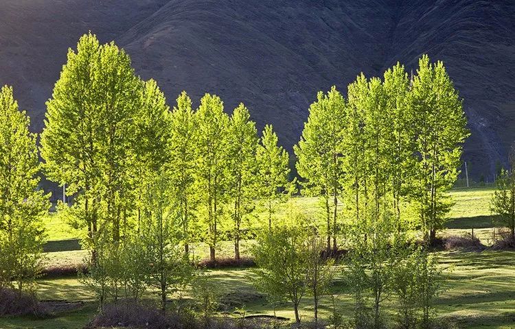 不去九寨稻城，就去四川這20個地方！ 旅遊 第5張