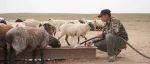 90后小伙聂云峰返乡创业当羊倌，就做达茂有机羊肉，赚翻了