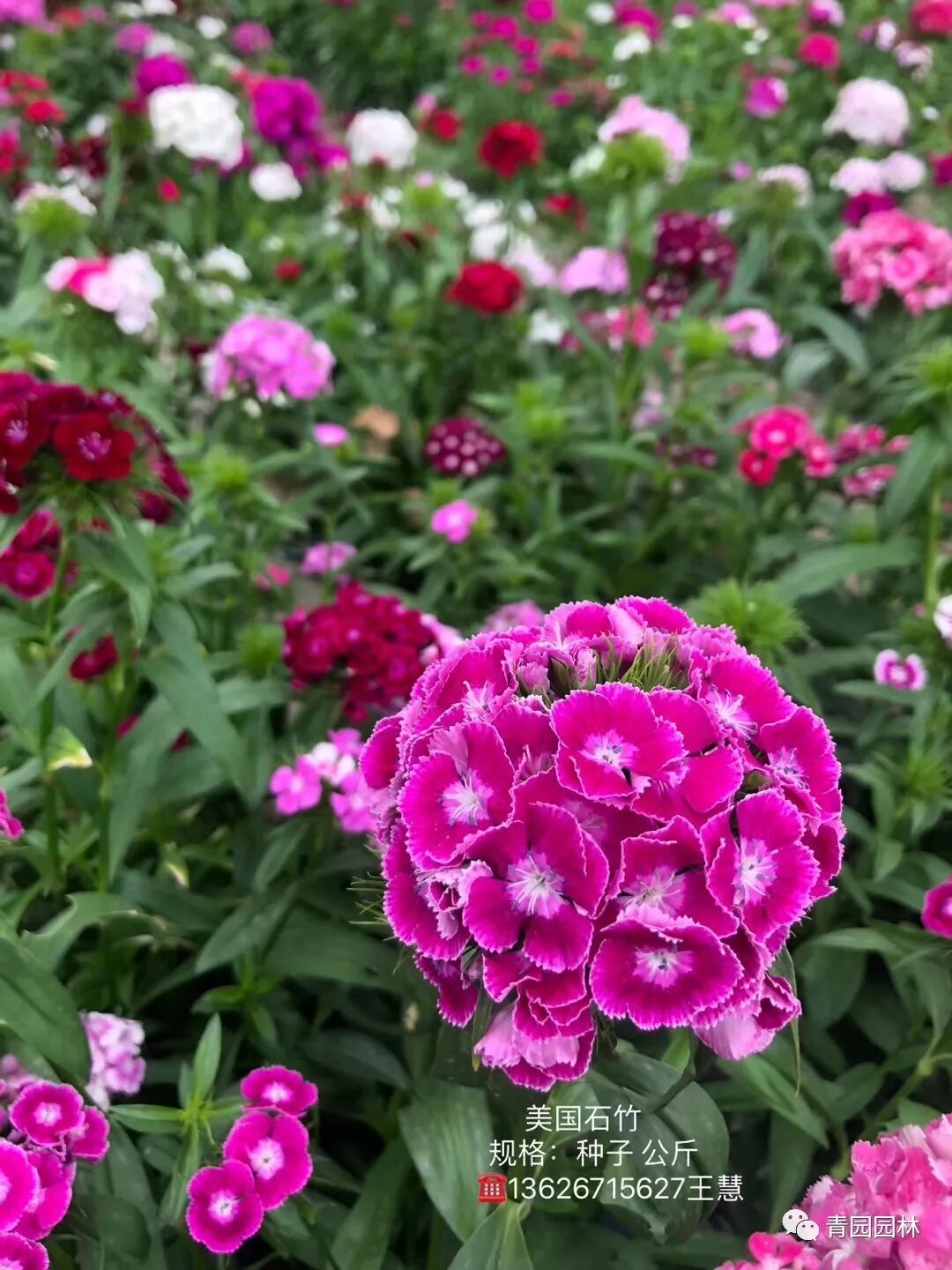 美国石竹 盛放时花团锦簇 像一片生机勃勃的花毯喔 青园园林 微信公众号文章阅读 Wemp