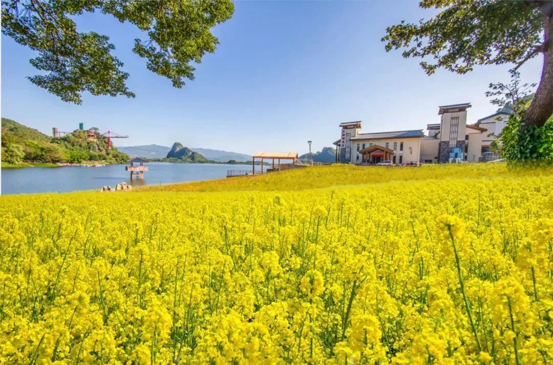 花開嶺南④金黃色油菜花海盛開