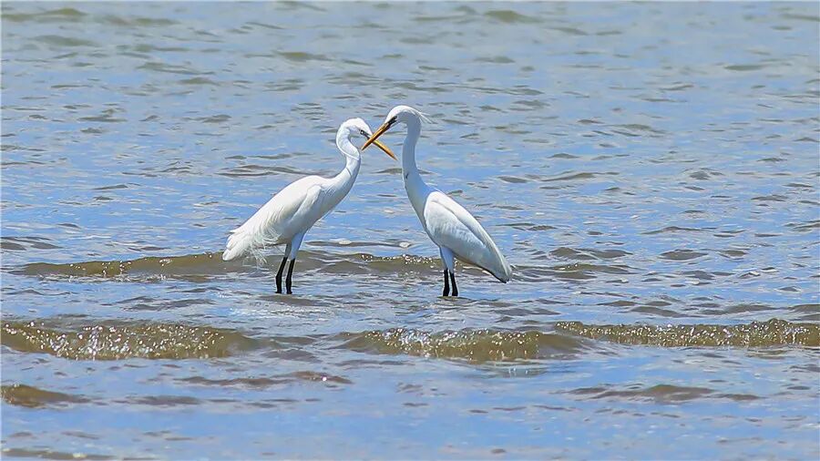广东黄嘴白鹭珍稀水鸟同步调查项目在珠海启动
