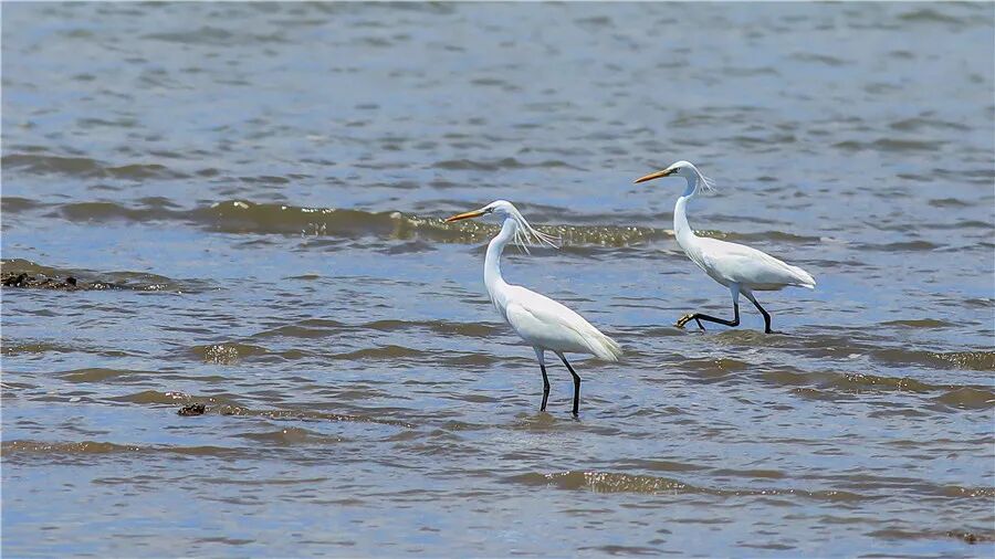 广东黄嘴白鹭珍稀水鸟同步调查项目在珠海启动
