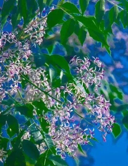 茂名楝花灿然绽放