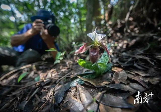 紫纹兜兰种植方法图片