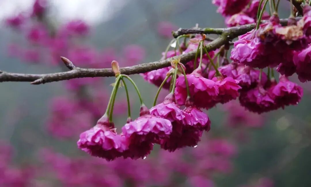 花开岭南③丨春日限定省内多片樱花花海等你浪漫打卡