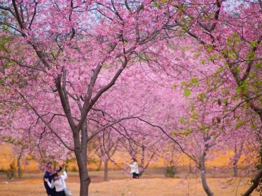 韶關湞江櫻花公園春意丨最花海自駕:導航至創業公園停車點公交:搭乘