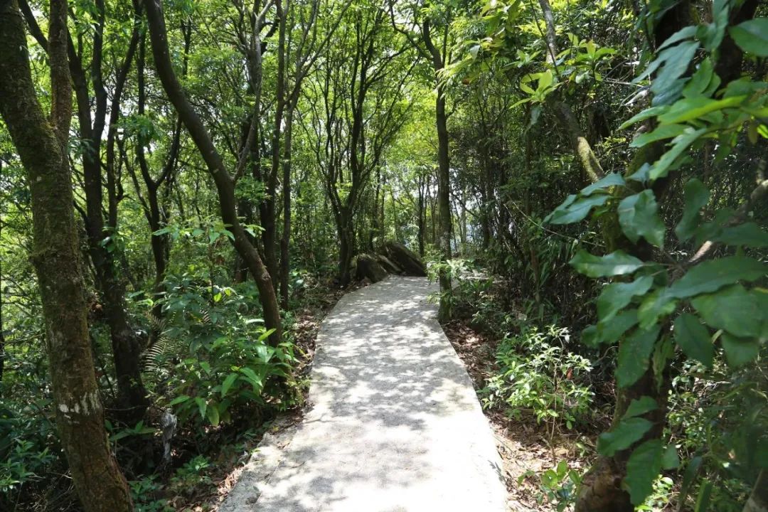 廣東花灘森林公園背山面水,視野開闊,這裡樹種繁多,空氣清新,且廣東