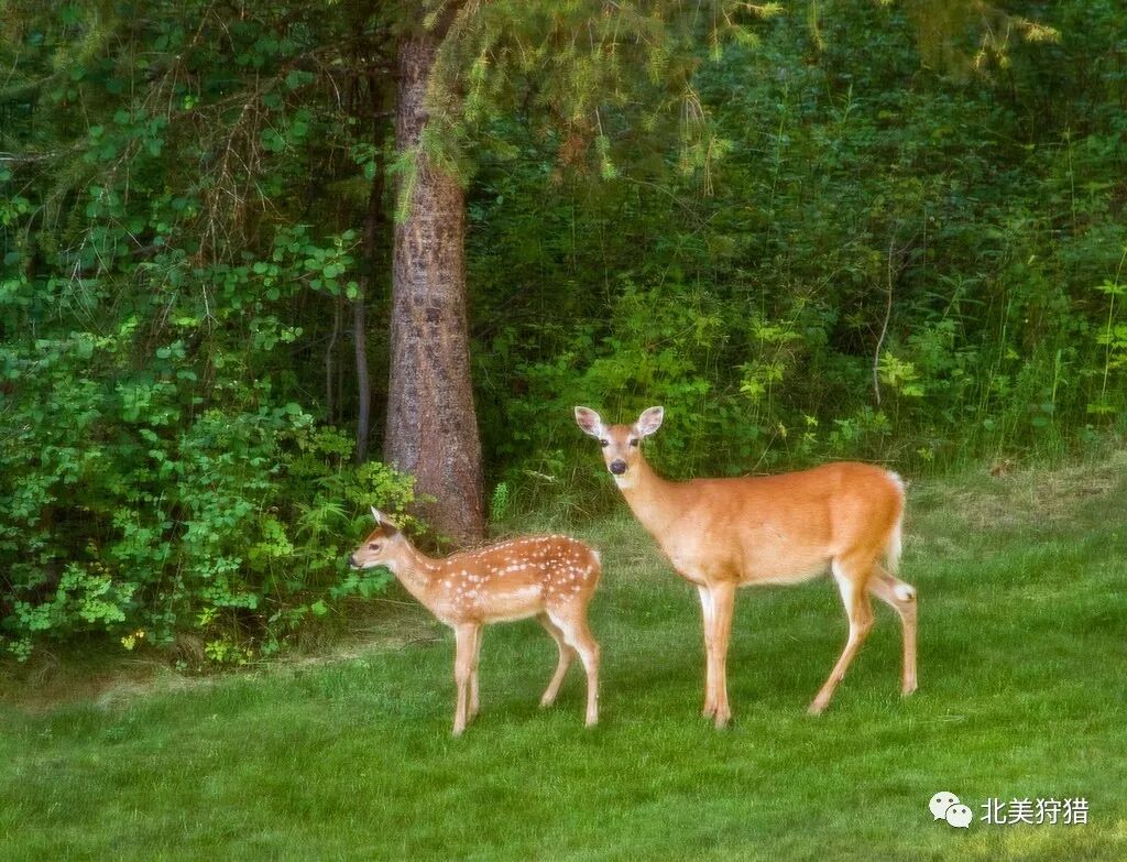 狩猎观察 离开妈妈 幼鹿的存活率有多高 北美狩猎 微信公众号文章阅读 Wemp