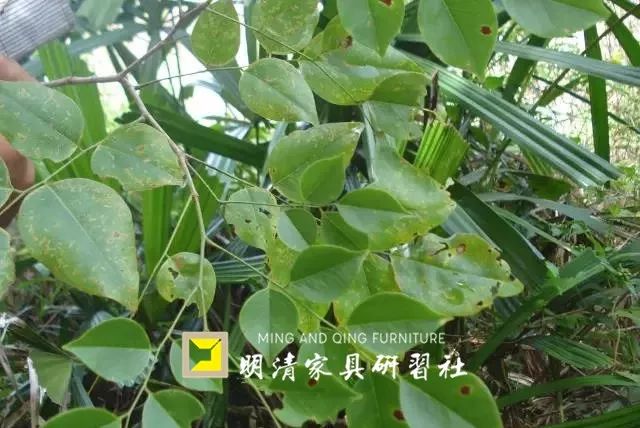 “红木”这个词,它只属于中国 “红木”这个词,它只属于中国