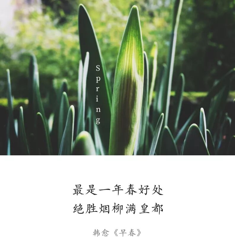 艾叶青_艾叶青大理石_艾叶青团