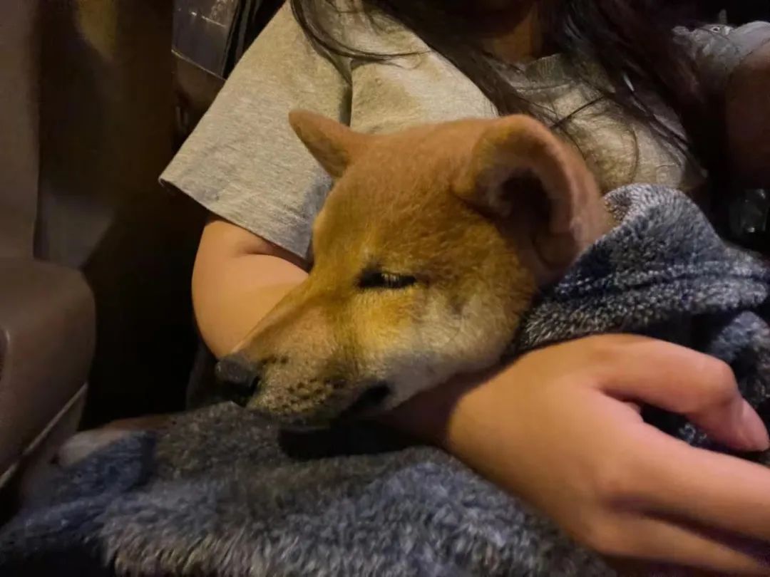 “全网大宠爱”被剪牙的广州柴犬宝宝被正式领养啦!-微信头条网 “全网大宠爱”被剪牙的广州柴犬宝宝被正式领养啦!