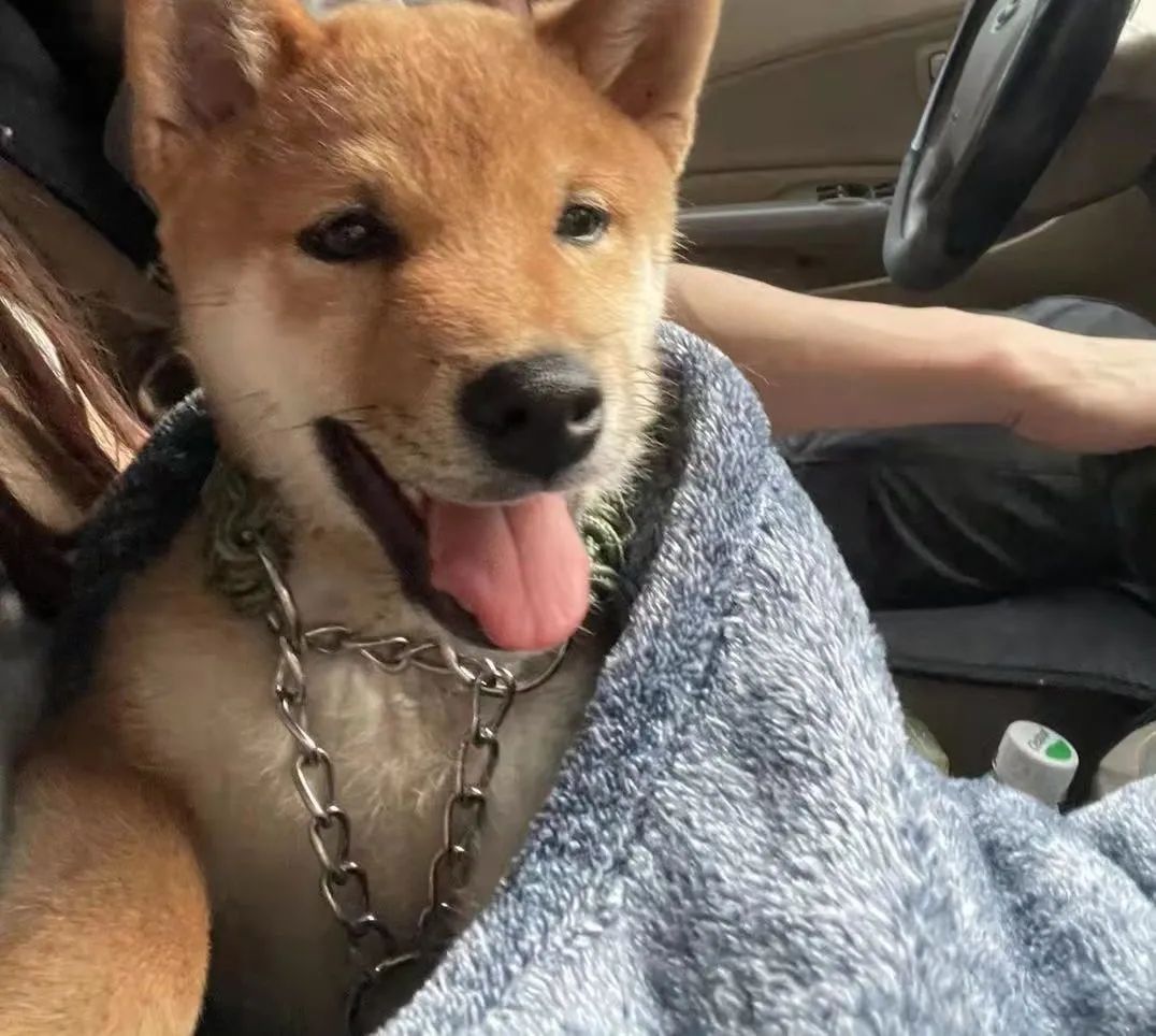 “全网大宠爱”被剪牙的广州柴犬宝宝被正式领养啦!-微信头条网 “全网大宠爱”被剪牙的广州柴犬宝宝被正式领养啦!