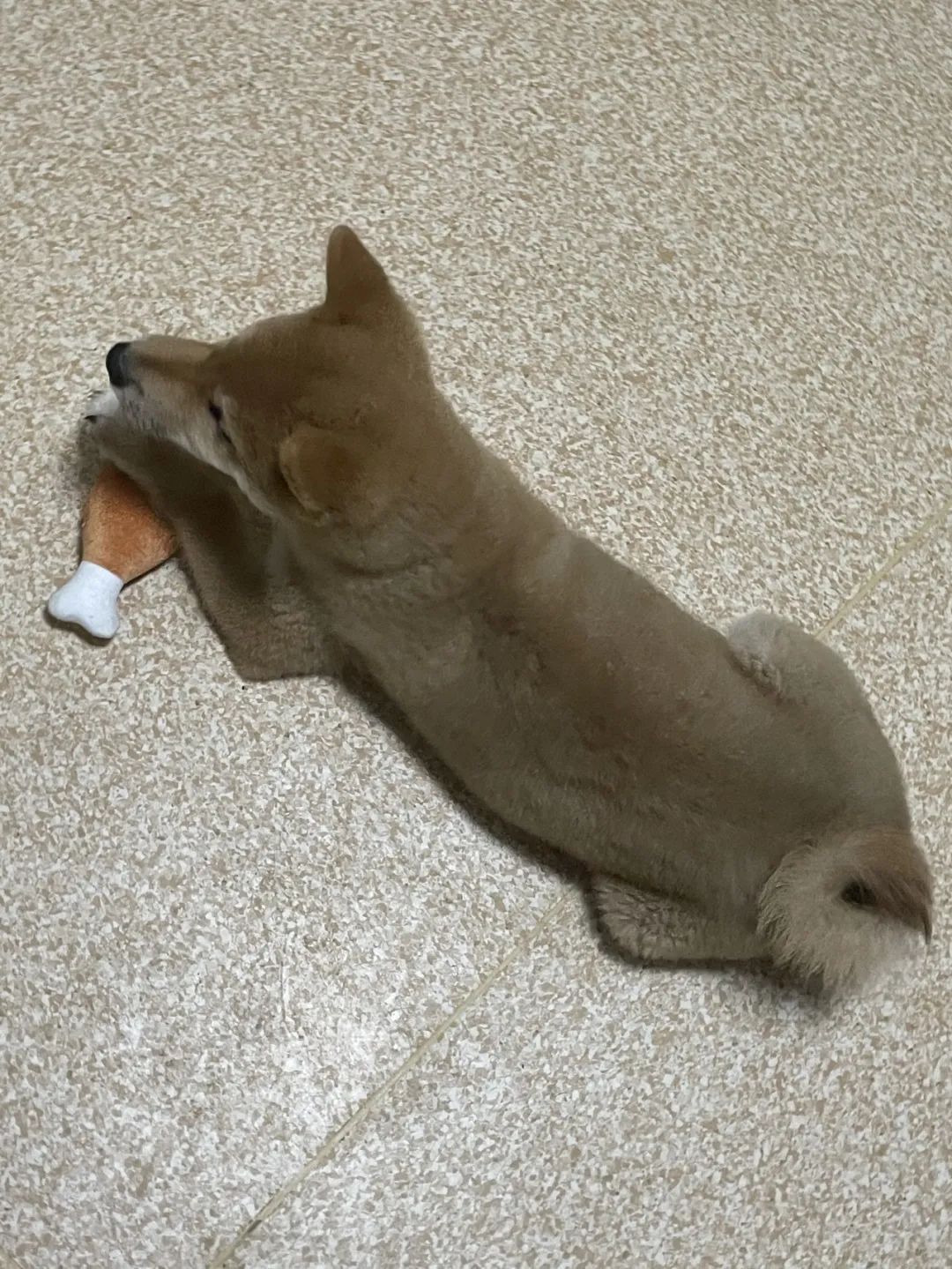 “全网大宠爱”被剪牙的广州柴犬宝宝被正式领养啦!-微信头条网 “全网大宠爱”被剪牙的广州柴犬宝宝被正式领养啦!