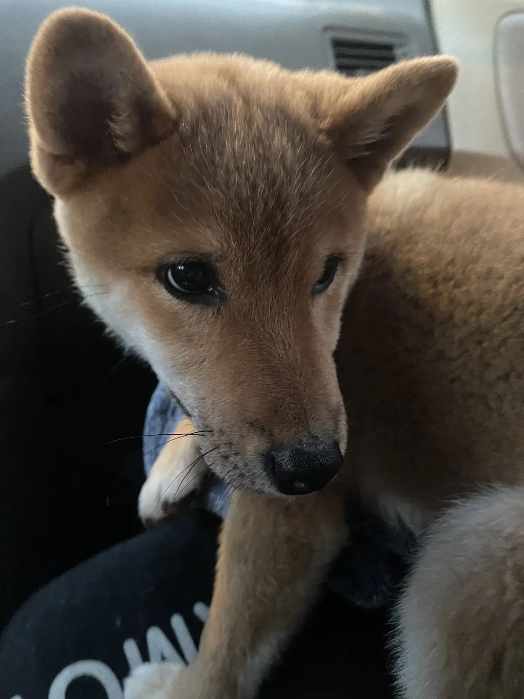 “全网大宠爱”被剪牙的广州柴犬宝宝被正式领养啦!-微信头条网 “全网大宠爱”被剪牙的广州柴犬宝宝被正式领养啦!