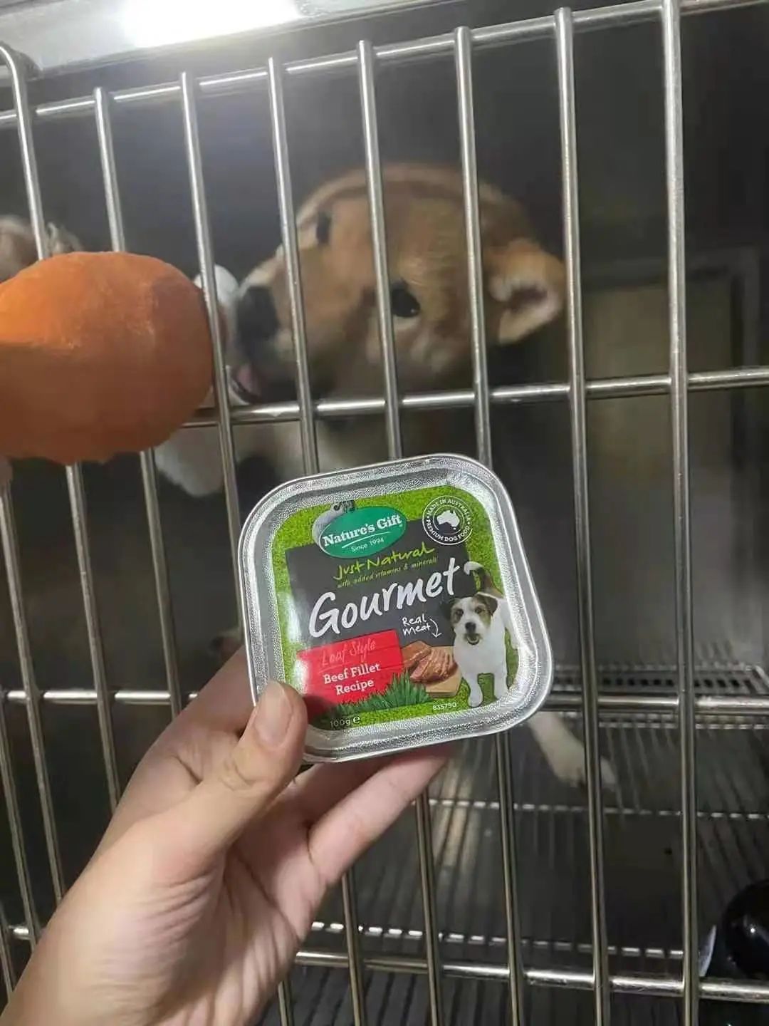 “全网大宠爱”被剪牙的广州柴犬宝宝被正式领养啦!-微信头条网 “全网大宠爱”被剪牙的广州柴犬宝宝被正式领养啦!