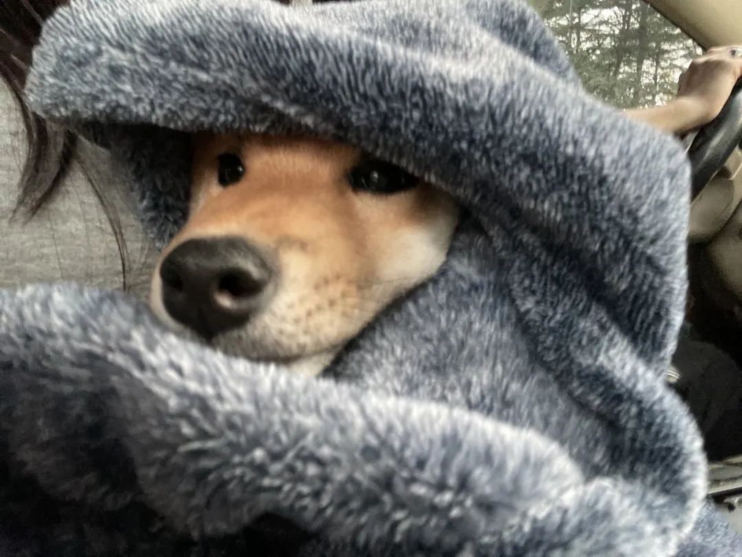 “全网大宠爱”被剪牙的广州柴犬宝宝被正式领养啦!-微信头条网 “全网大宠爱”被剪牙的广州柴犬宝宝被正式领养啦!
