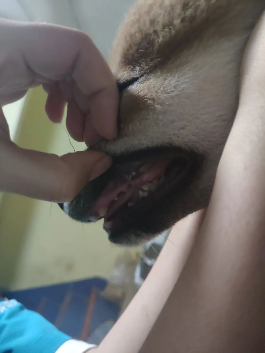 “全网大宠爱”被剪牙的广州柴犬宝宝被正式领养啦!-微信头条网 “全网大宠爱”被剪牙的广州柴犬宝宝被正式领养啦!