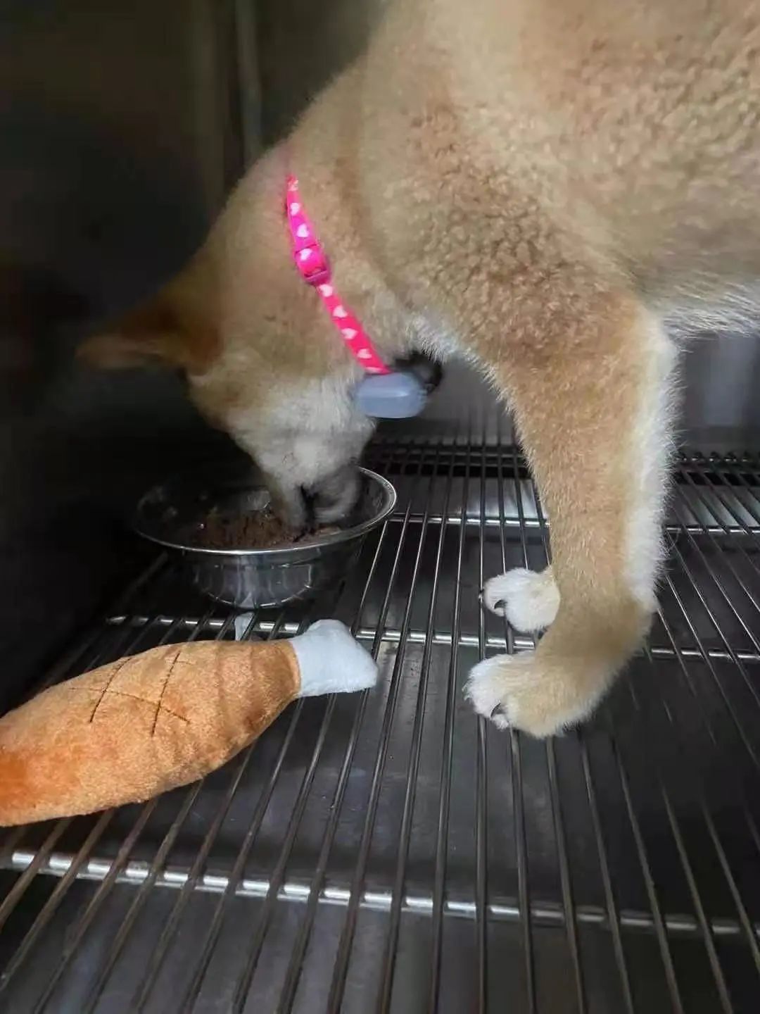“全网大宠爱”被剪牙的广州柴犬宝宝被正式领养啦!-微信头条网 “全网大宠爱”被剪牙的广州柴犬宝宝被正式领养啦!
