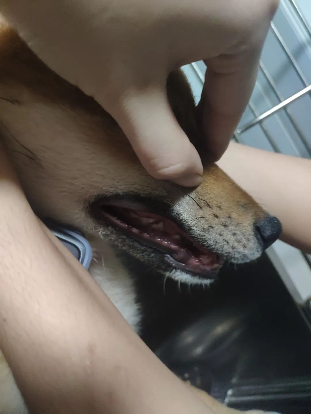 “全网大宠爱”被剪牙的广州柴犬宝宝被正式领养啦!-微信头条网 “全网大宠爱”被剪牙的广州柴犬宝宝被正式领养啦!