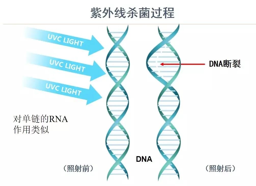 紫外線消毒的光化學反應機理