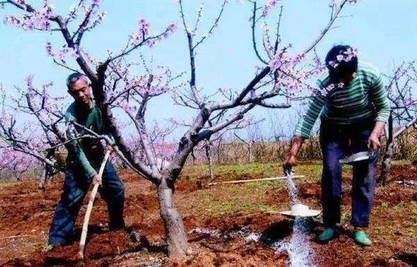 复合微生物菌肥厂家直销