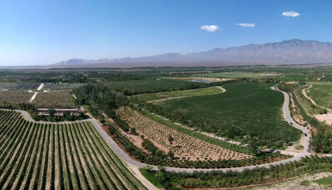 宁夏贺兰山东麓葡萄园：滴灌+智能监测，引领节水高效种植新风尚