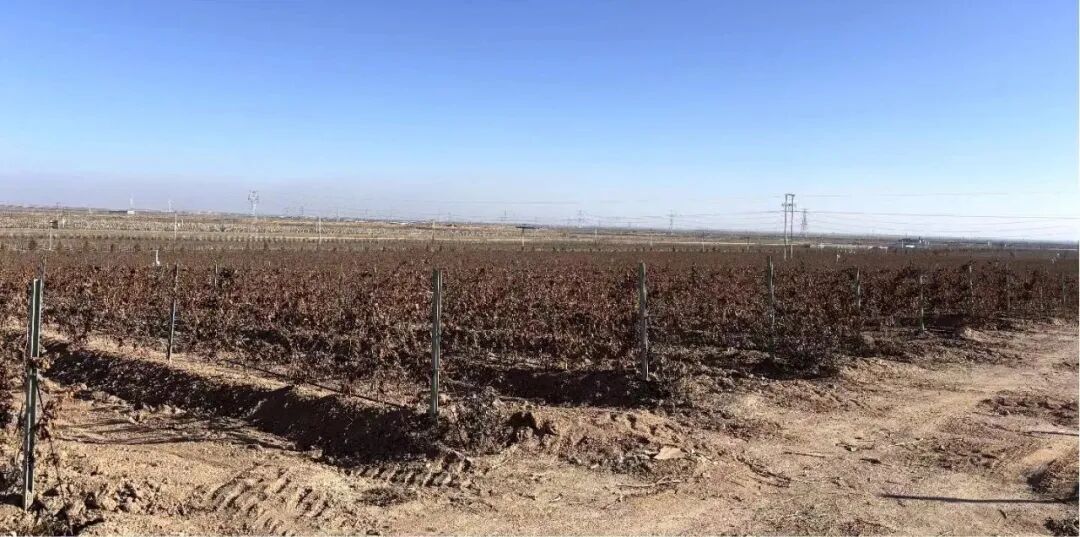 青铜峡市酿酒葡萄基地“挂枝越冬”项目顺利通过验收，引领绿色可持续发展新风尚