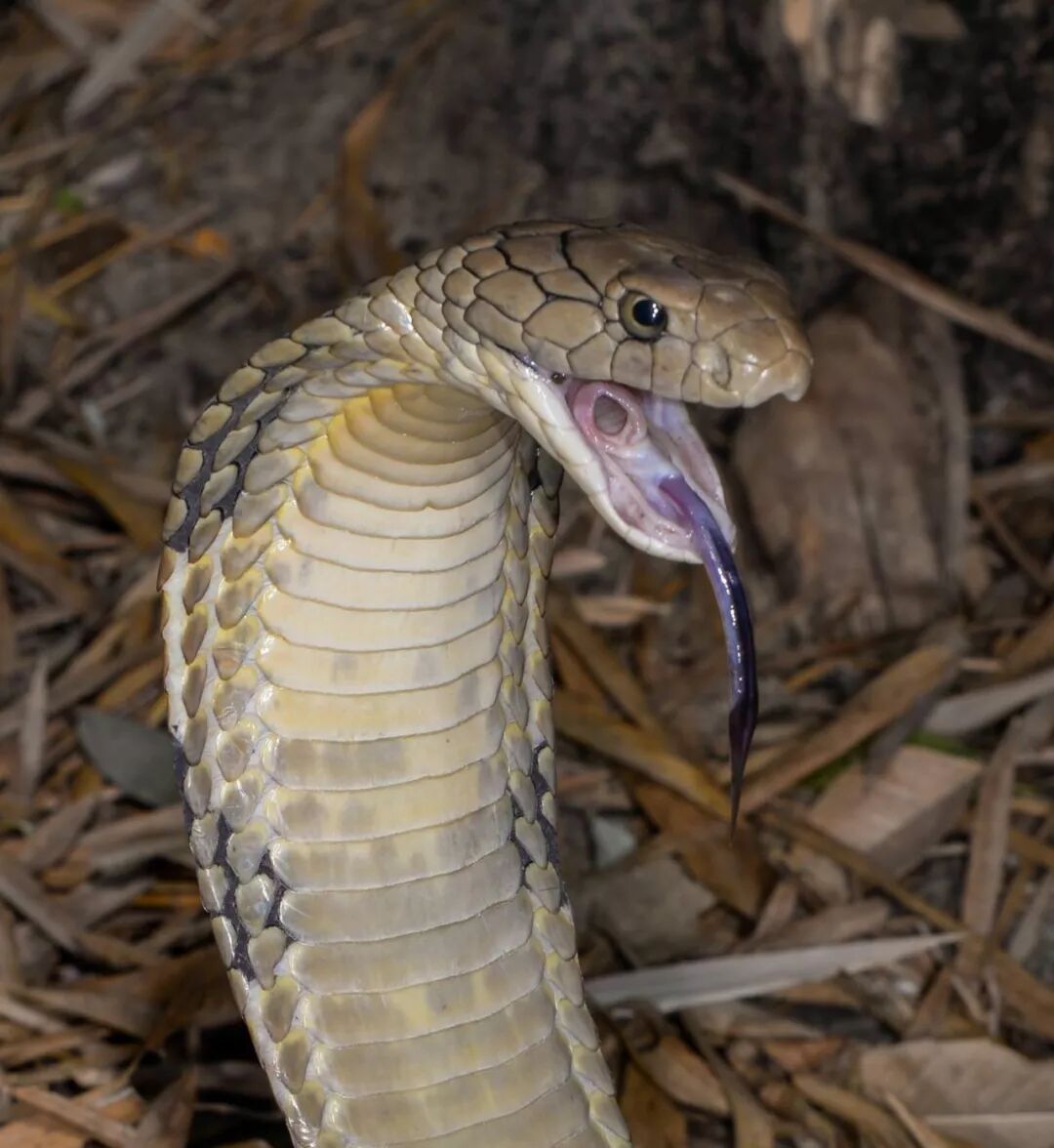 蛇的 嘶嘶 声是用舌头发出来的吗 果壳童学馆 微信公众号文章