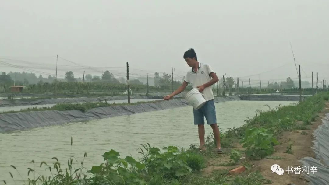 致富经泥鳅_泥鳅养殖户抱团致富_致富泥鳅养殖技术