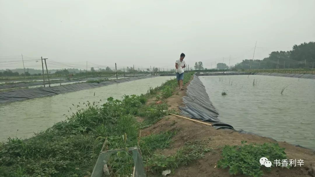 泥鳅养殖户抱团致富_致富泥鳅养殖技术_致富经泥鳅